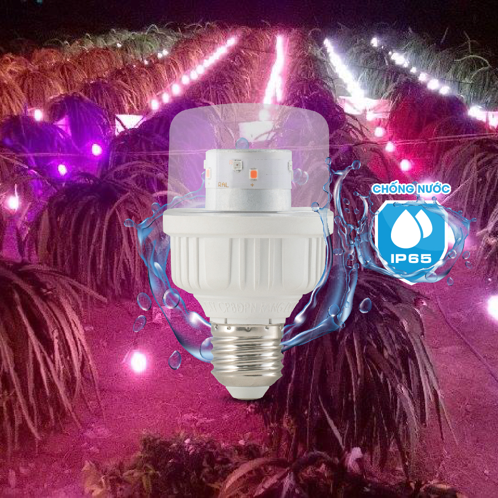 Ứng dụng đèn LED 5W chuyên dụng tăng sản lượng thanh long trái vụ